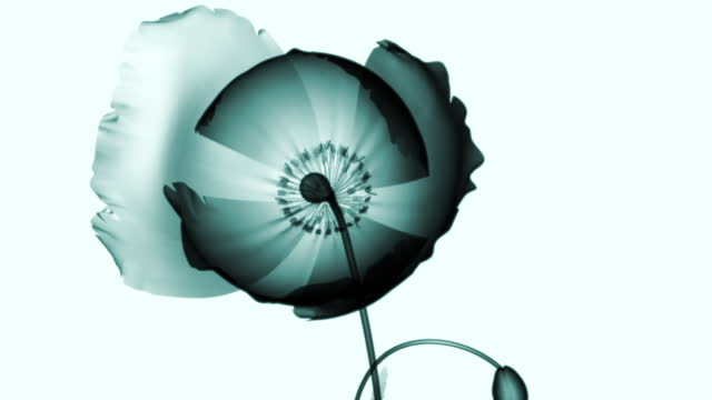 xray flower isolated on black, the poppy papaver, 3d illustration