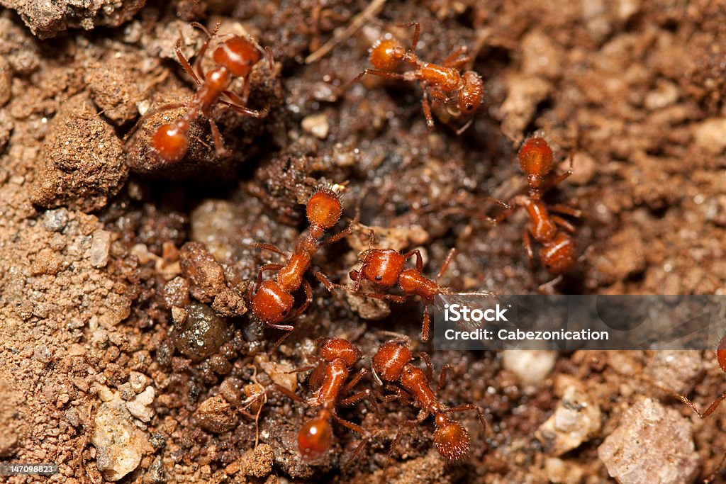 Rojo ants - Foto de stock de Hormiga roja de fuego libre de derechos