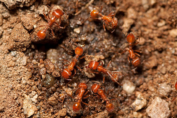 Rojo ants - foto de stock