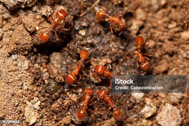 Rosso Ants - Fotografie stock e altre immagini di Formica di fuoco - Formica di fuoco, Animale, Animale nocivo