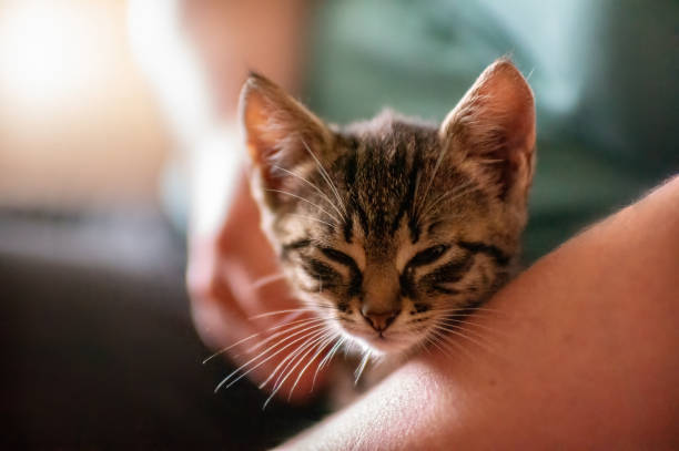 istock young kitten cuddles with his human 1470988463