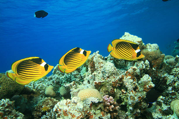 istock Red Sea Raccoon Butterflyfish 147098864