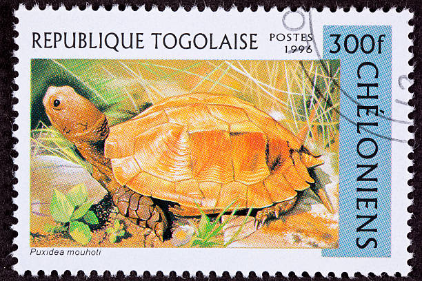 istock Canceled Togan Postage Stamp Orange Keeled Box Turtle Pyxidea Mouhotii 147098872