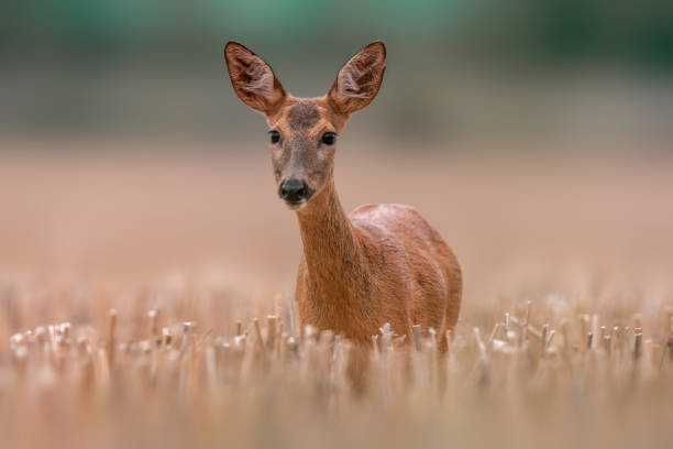 istock beautiful roe deer doe stands on a harvested field in summer 1470988730