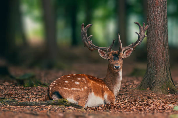 istock handsome fallow deer buck is sitting in the forest and relaxing 1470988751