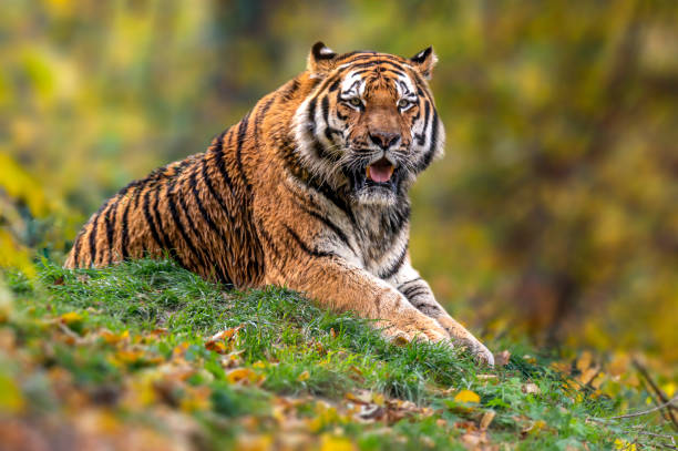 istock handsome young tiger is lying around and relaxing 1470988828
