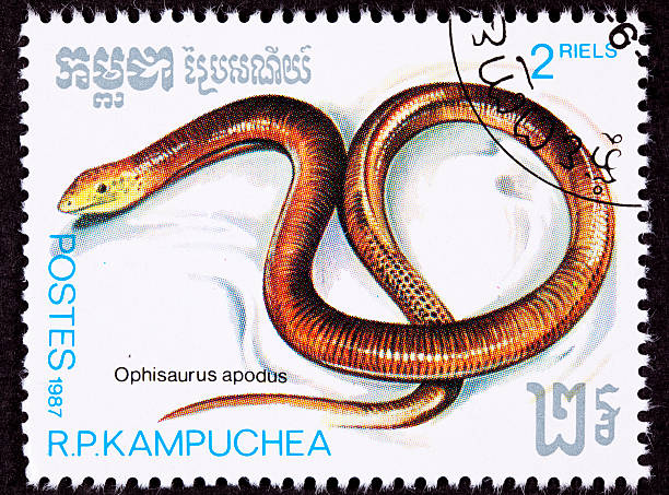 istock Canceled Cambodian Postage Stamp Sheltopusik, European Legless Lizard, Ophisaurus Apodus 147098908