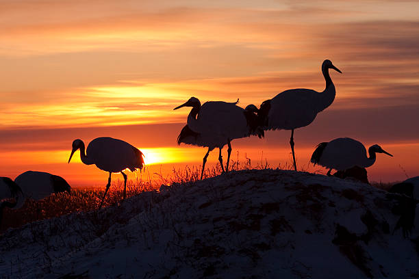 Sunset and Red-crowned Crane stock photo