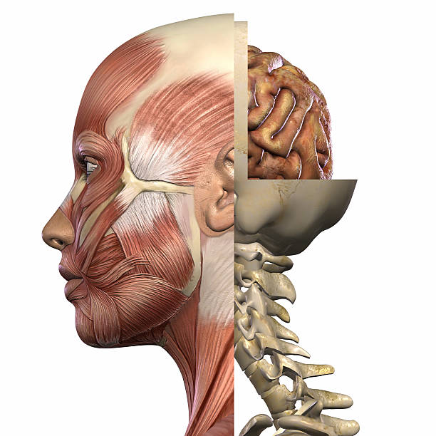 istock Female Anatomy Body 147098938