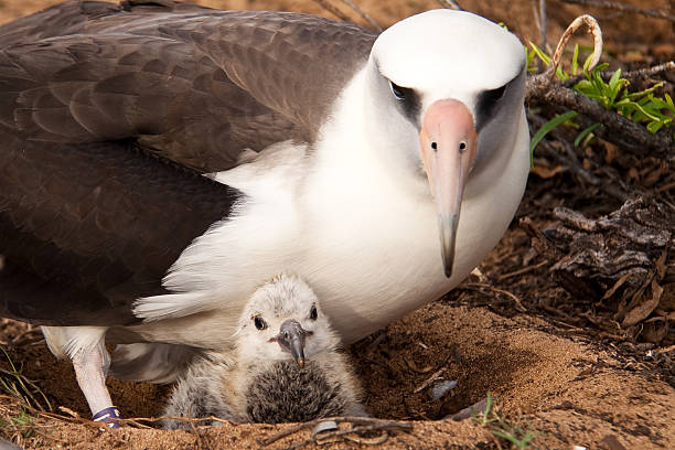 Albatross and Chick Laysan albatross, photo taken on Oahu, Hawaii albatross stock pictures, royalty-free photos & images