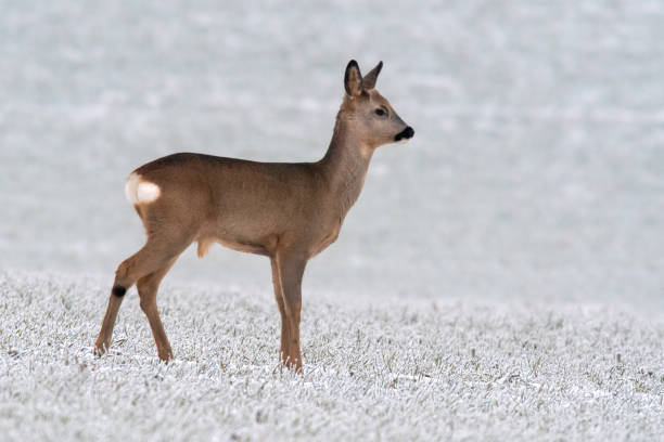 Two roe deers (Capreolus capreolus) walking on an agricultural field in winter.