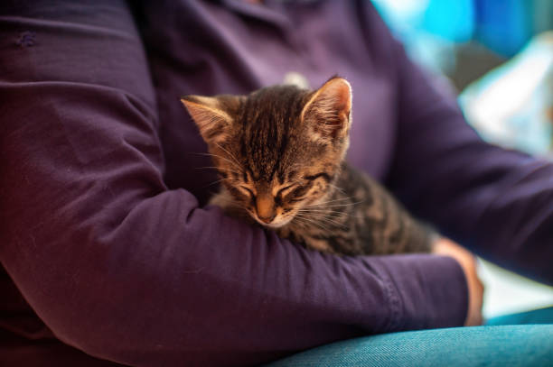 istock young kitten cuddles with his human 1470990493