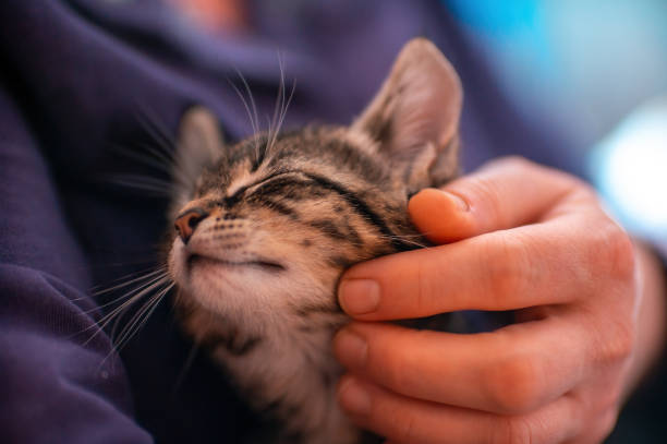 istock young kitten cuddles with his human 1470990557