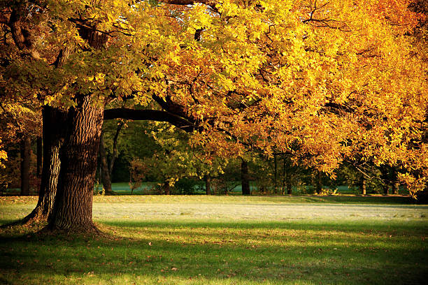 Fall in park stock photo