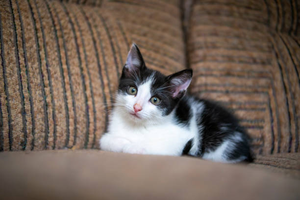 istock young kitten curiously looks at the camera 1470991437