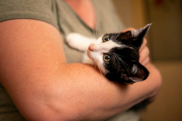 istock young kitten cuddles with his human 1470991481