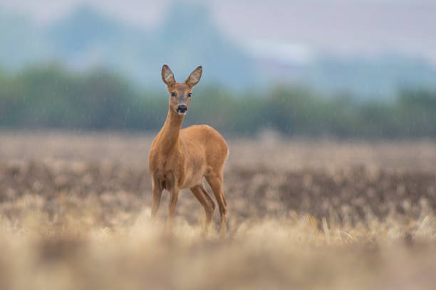 istock beautiful deer doe standing on a harvested field in autumn 1470991522