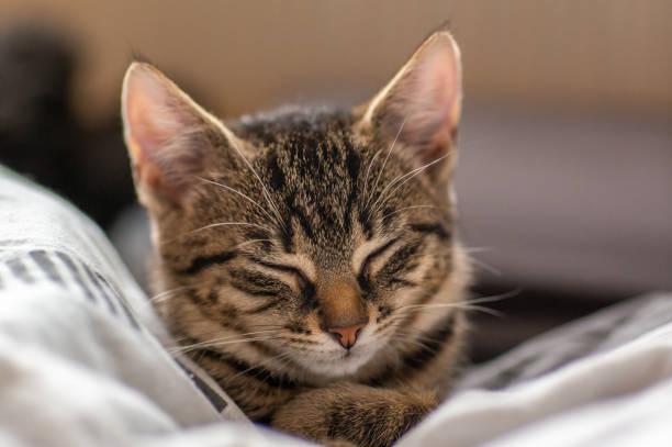 istock young kitten is very relaxed and sleeping 1470992347