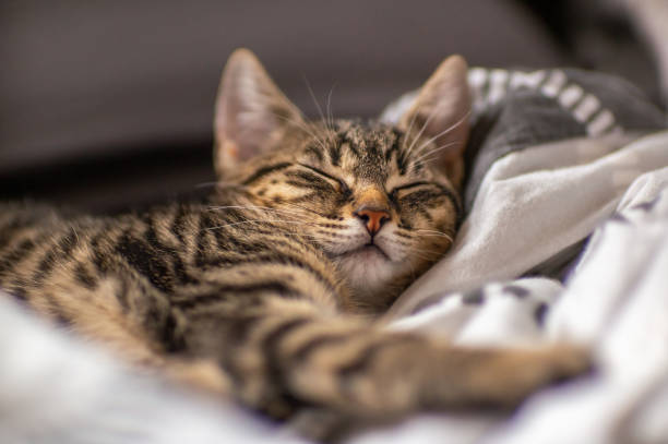 istock young kitten is very relaxed and sleeping 1470992348