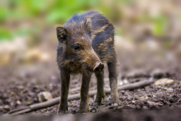 istock wild boar family in a deciduous forest 1470993218