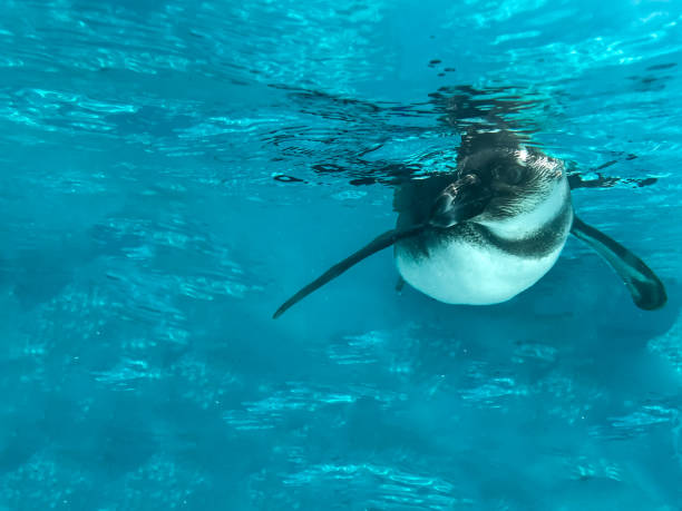 istock Cute happy penquin swimming
underwater 1470993331