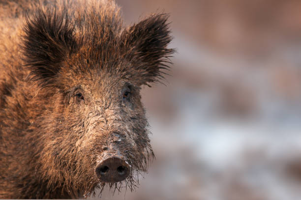 istock wild boar in a deciduous forest in autumn 1470993486