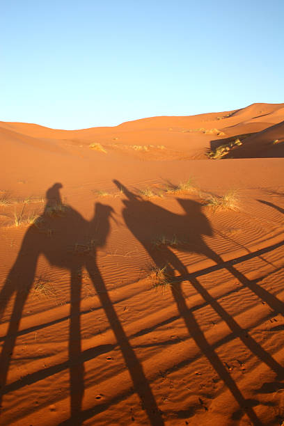 istock Camels caravan in the desert 147099369