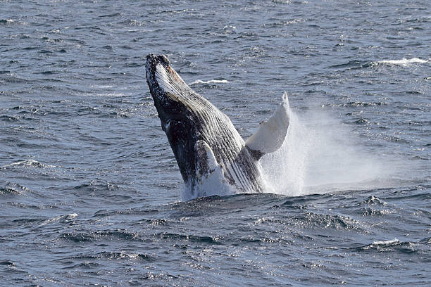 istock Humpback whale breaching in Antarctica 147099391
