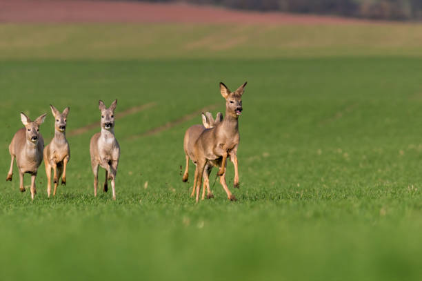 istock group of deer in a field 1470994022