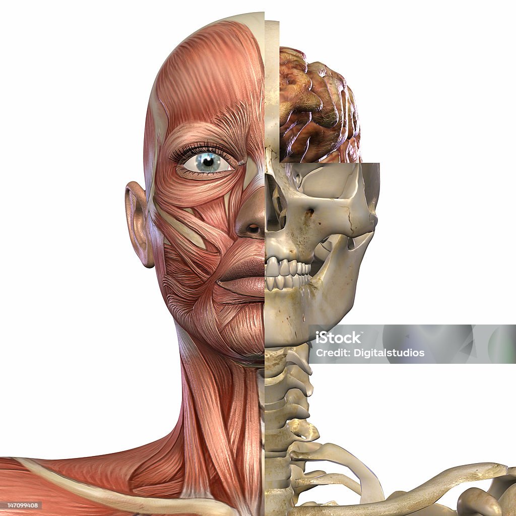 Weibliche Anatomie Head - Lizenzfrei Anatomie Stock-Foto