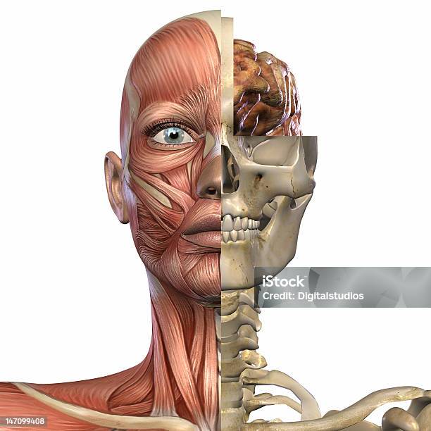 Weibliche Anatomie Head Stockfoto und mehr Bilder von Anatomie - Anatomie, Biologie, Digital generiert