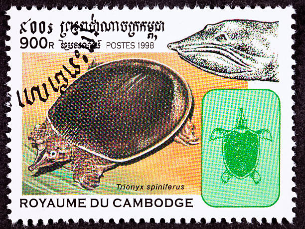 istock Cambodian Postage Stamp, Spiny Softshell Turtle, Apalone Spinifera, Formerly Trionyx 147099483