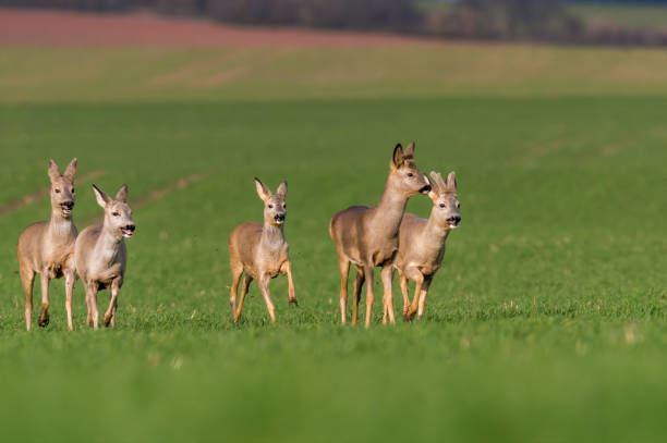 istock group of deer in a field 1470995136