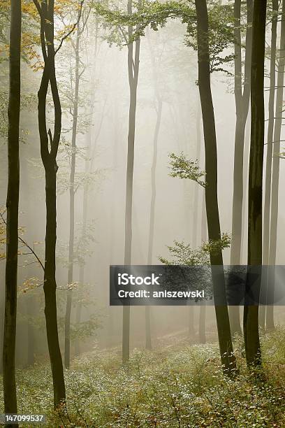 Photo libre de droit de La Lumière Du Soleil Tombe Dans Une Forêt Brumeuse banque d'images et plus d'images libres de droit de Arbre - Arbre, Arbre à feuilles caduques, Aube