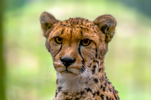 cheetah looks very relaxed into the camera