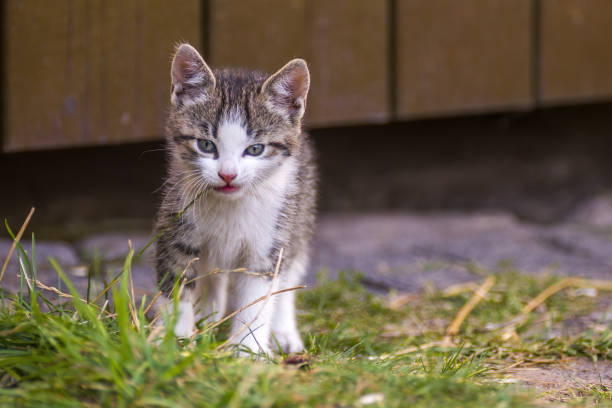 istock young kitten curiously looks at the camera 1470995404