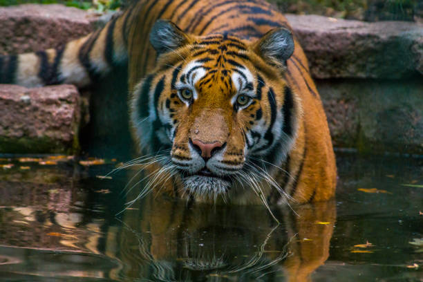 istock handsome young tiger goes into the water for bathing 1470995574