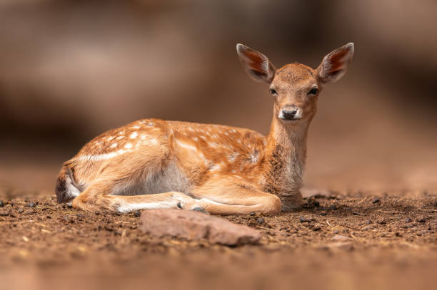 istock young fallow deer calf lies in the forest and relaxes 1470995608