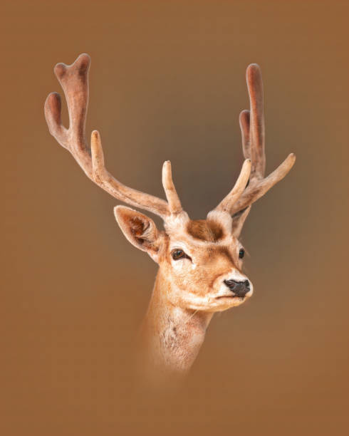 istock portrait of a pretty fallow deer buck 1470995673