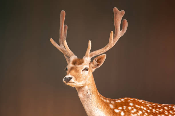 istock portrait of a pretty fallow deer buck 1470995697
