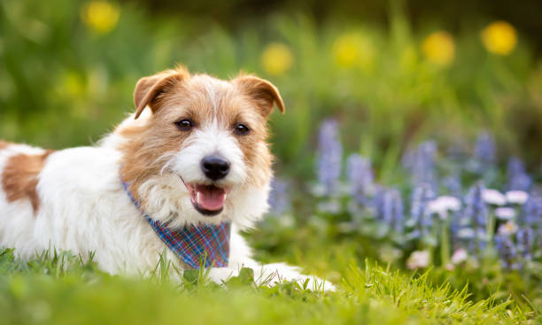 istock Happy dog with easter flowers, spring forward, springtime banner, background 1470996870