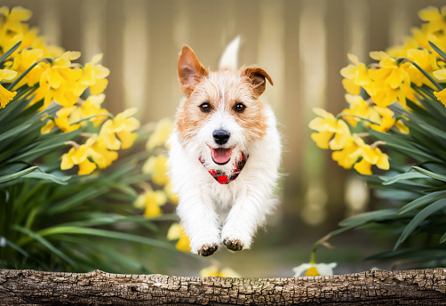 Happy playful funny pet dog running, jumping in spring between easter flowers. Puppy training in spring or summer.