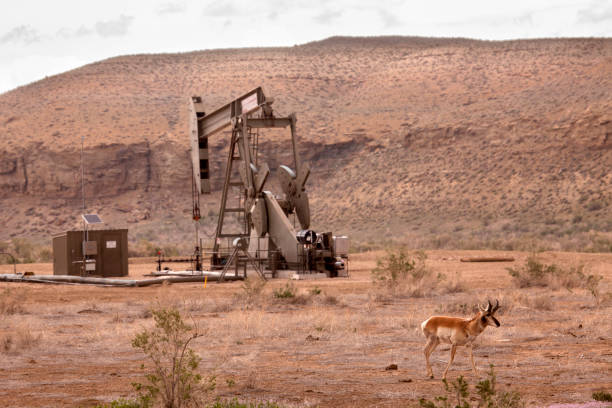 Pronghorn walks past oil pumping rig West Tavaputs Plateau Utah stock photo