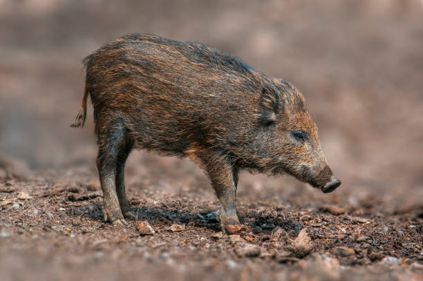 Wild Boar Stock Photo - Download Image Now - Adult, Animal, Animal
