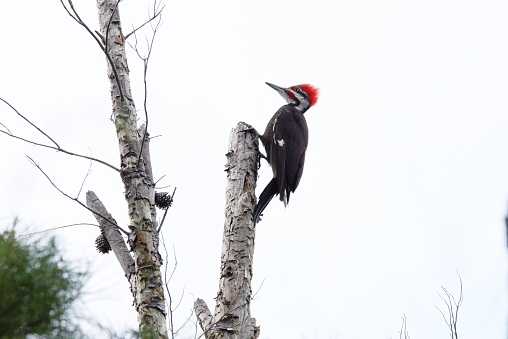 A Great Woodpecker in search of food in the boreal forest in the spring.