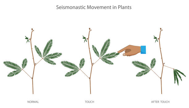 접촉과 같은 기계적 자극은 미모사 푸디카 식물에서 지진 운동을 유발합니다. - sensitive plant stock illustrations