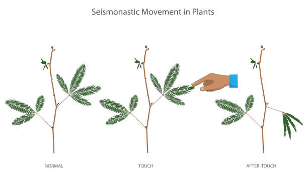 Mechanical stimulation like touch cause seismonastic movement in Mimosa pudica plants Seismonastic movement in plants. The leaflets of the Mimosa pudica plant rapidly fold and droop in response to touch. Mechanical stimulation like touch cause seismonastic movement in plants. sensitive plant stock illustrations