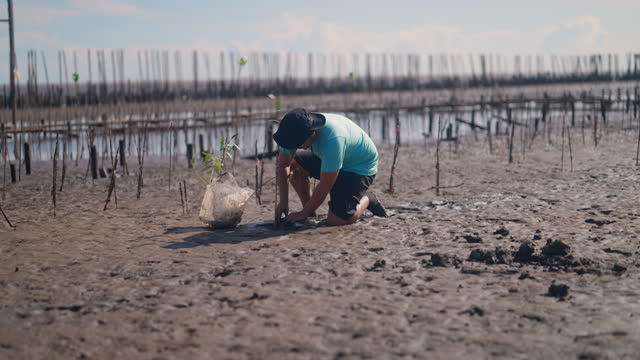 Help restore the mangrove forest by planting trees as a volunteer.