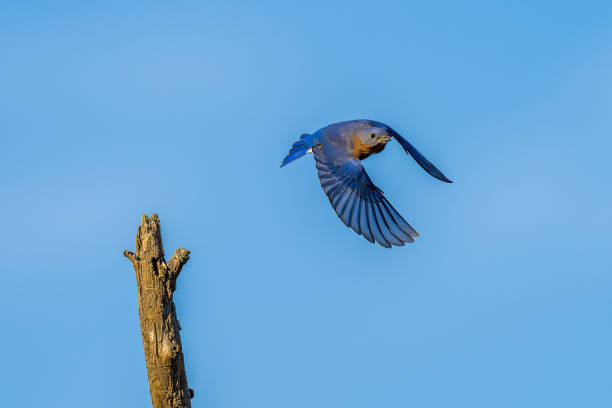istock Pretty little Bluebird in flight 1471000274