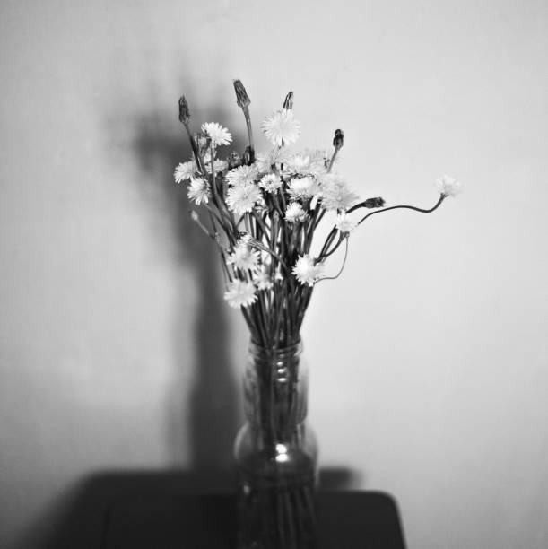 istock Dandelion bouquet on the old windowsill. Black and white. Close up 1471000770